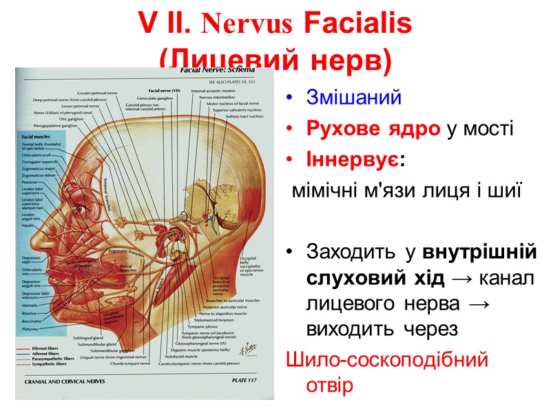V II. Nervus Facialis  (Лицевий нерв) Змішаний Рухове ядро у мості Іннервує: 